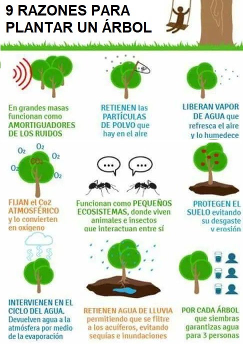 caracasapie's tweet photo. 9 razones para plantar árboles:
Amortiguan ruido
Captan partículas de polvo
Liberan vapor de agua
Capturan CO2, generan O2
Son hábitat de animales e insectos
Protegen el suelo de la erosión
Intervienen en el ciclo del agua
Retienen agua de lluvia
Garantiza agua para 5 personas https://t.co/4wGf7S4Zrh