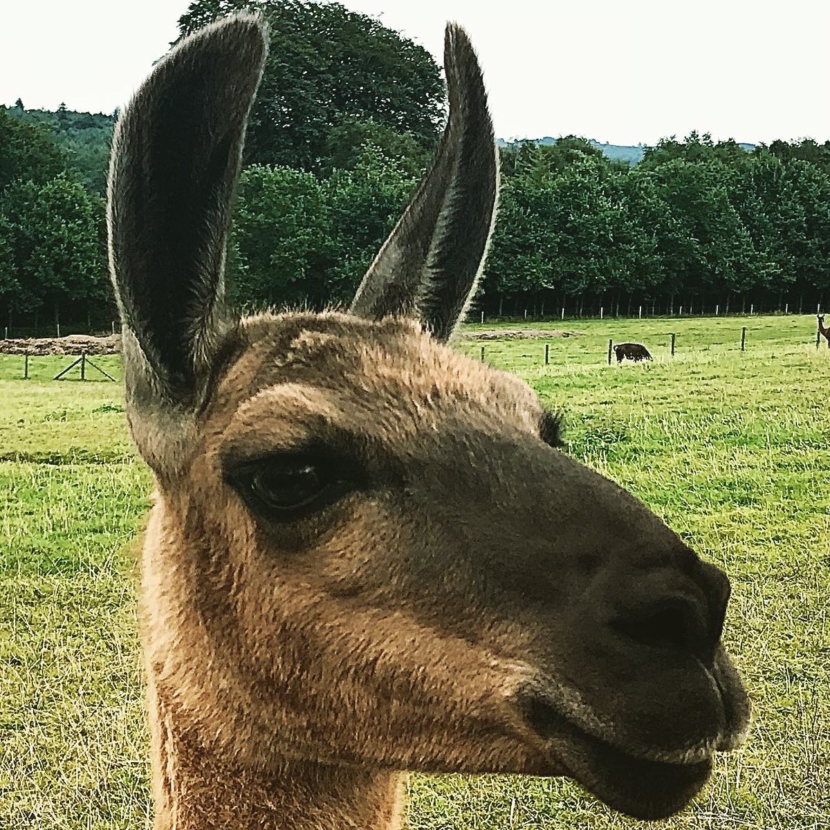 Devon Denizen tweet media