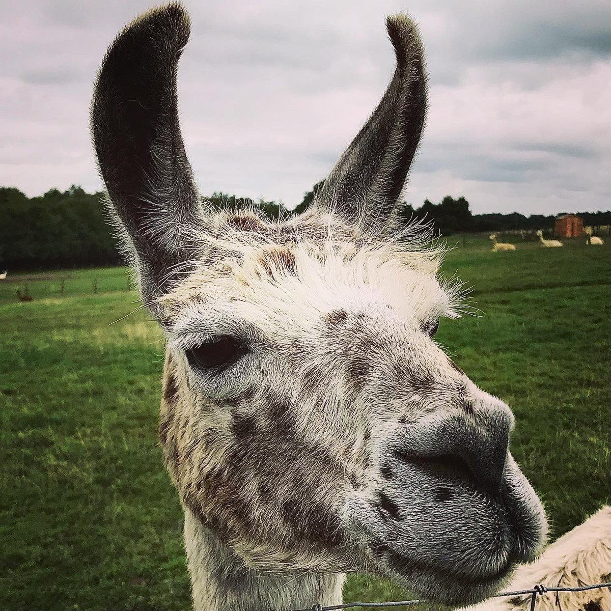 Devon Denizen tweet media