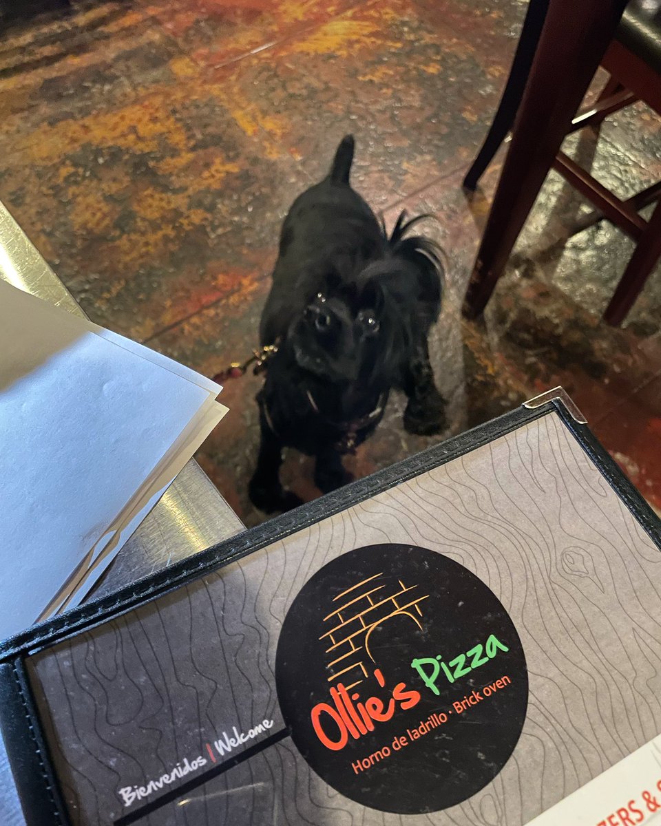 KatrinasTrigger's tweet photo. I go places. Whoof. 

@OlliesPizzaBaja @VisitMexico_ @trupanion @justfoodfordogs @dog_rates @healthyspot #cockerspaniel #cockerspaniels #cockerdream #SisiTheSpaniel https://t.co/FWEqThAOfP