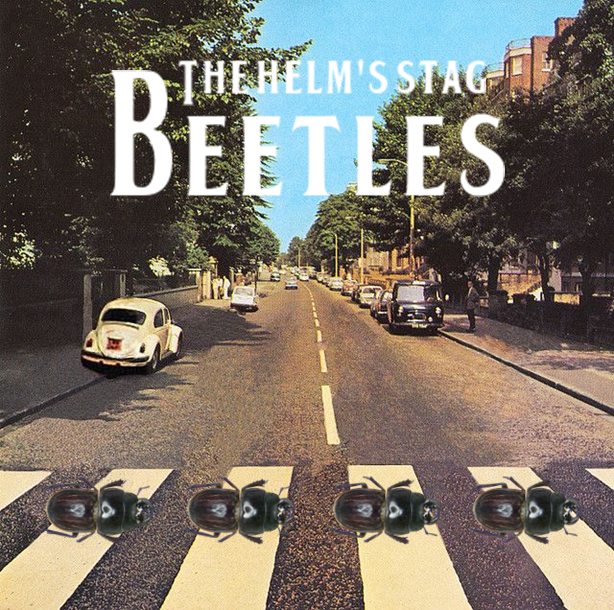 detoni_mateus's tweet photo. All You Need Is Love (and to vote for the Helm's stag beetle for #BugOfTheYear2023)
#TeamHelms @NZEntoSoc https://t.co/FeeGCu3wVa