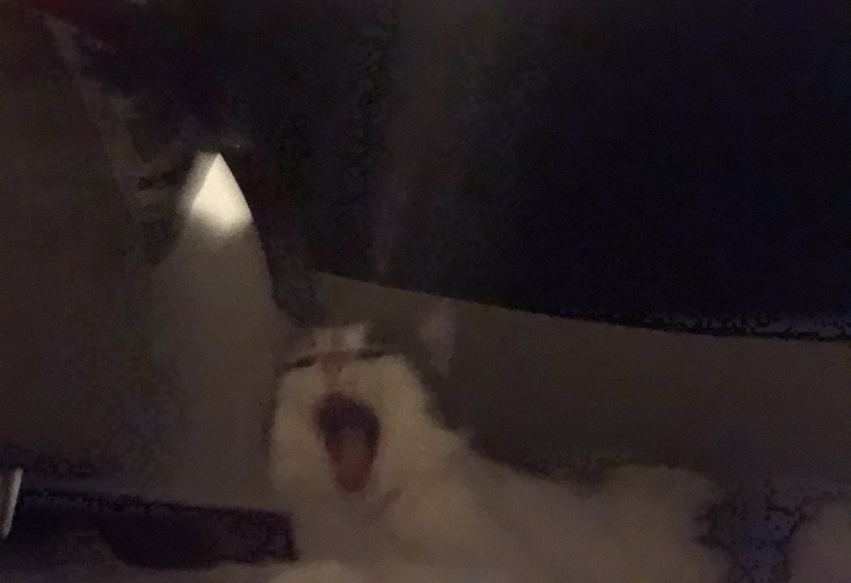 🦔