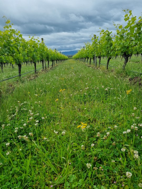 I am slightly obsessed with alliterative adjectives for this beautiful region we call home, often captioning magnificent Marlborough or majestic Marlborough but think this image from yesterday is better characterised as moody Marlborough
#nzwine