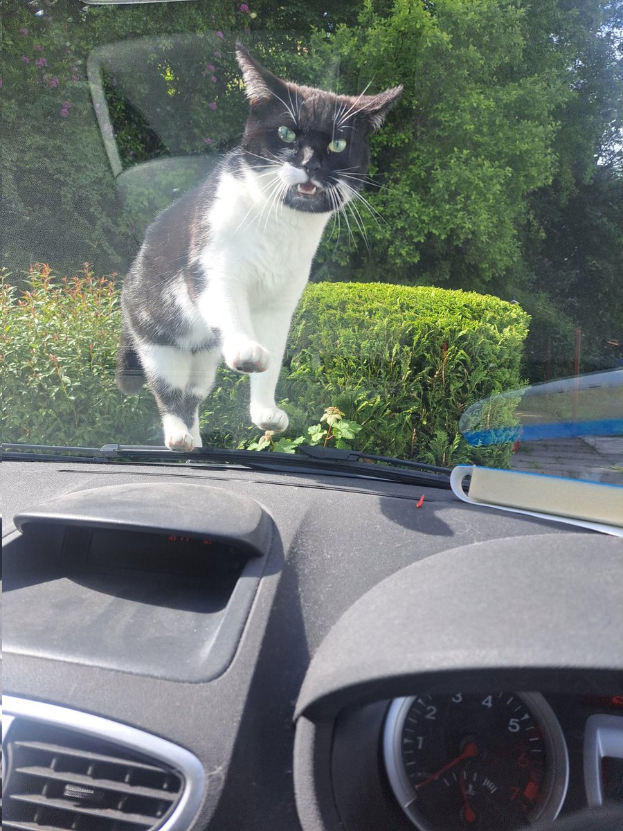 lora_hora's tweet photo. @legaleagle48 @MisterSalesman Himz got an angwy face on .. ah  shows mum mines when hers leaves me https://t.co/MZcjIQwRzY