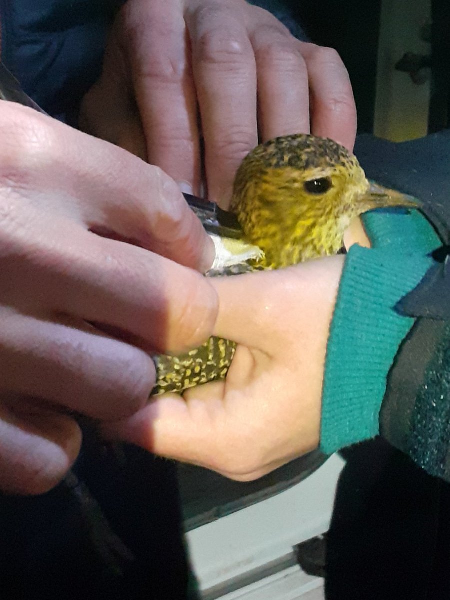 Successful evening for <a href="/WWTSlimbridge/">WWT Slimbridge</a> fitting transponders to some Golden Plover as well as ringing Field Fayre's and Grey Partridge