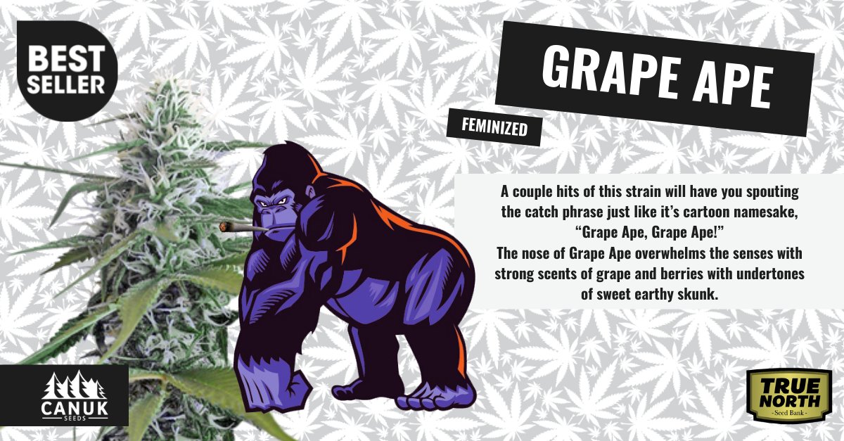 truenorthseeds's tweet photo. ⭐BEST SELLER⭐

🦍This strain was crafted by 3 way cross of some legendary strains including Afghani, Skunk #1 and Mendocino Purps.
🍇With strong scents of grape and berries with undertones of sweet earthy skunk.

Link In Below👀💚
https://t.co/5yGh5P40v8
#Grapeape #Canuk #beans https://t.co/SasrvZ4v5J