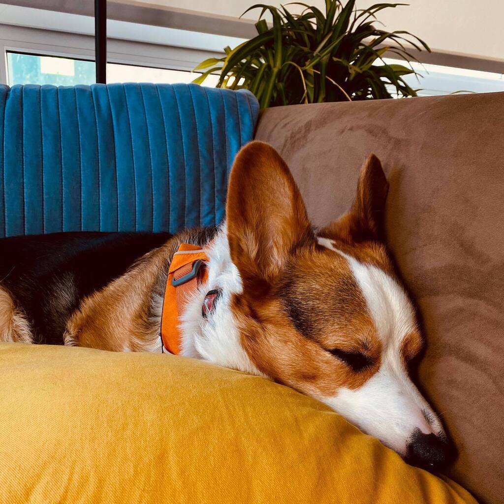 CorgMarshall's tweet image. Are we done unpacking yet? Because nope. NoPeNOpEnoPe. instagr.am/p/ClPL38ApHNd/