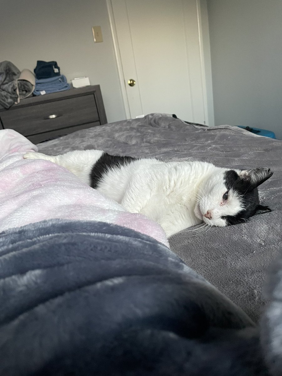 Friends of Bear Cat Rescue tweet media