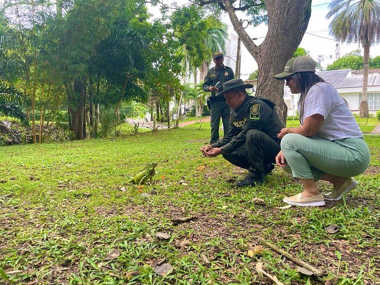 sec_ambiente's tweet photo. Las iguanas 🦎 son indispensables en la biodiversidad del país. Estos reptiles de sangre fría son importantes ecológicamente porque contribuyen con el equilibrio del ecosistema. 
¡Protegerlas es un compromiso de todos! 
#TransformamosAmbiente https://t.co/4H40C6csQG