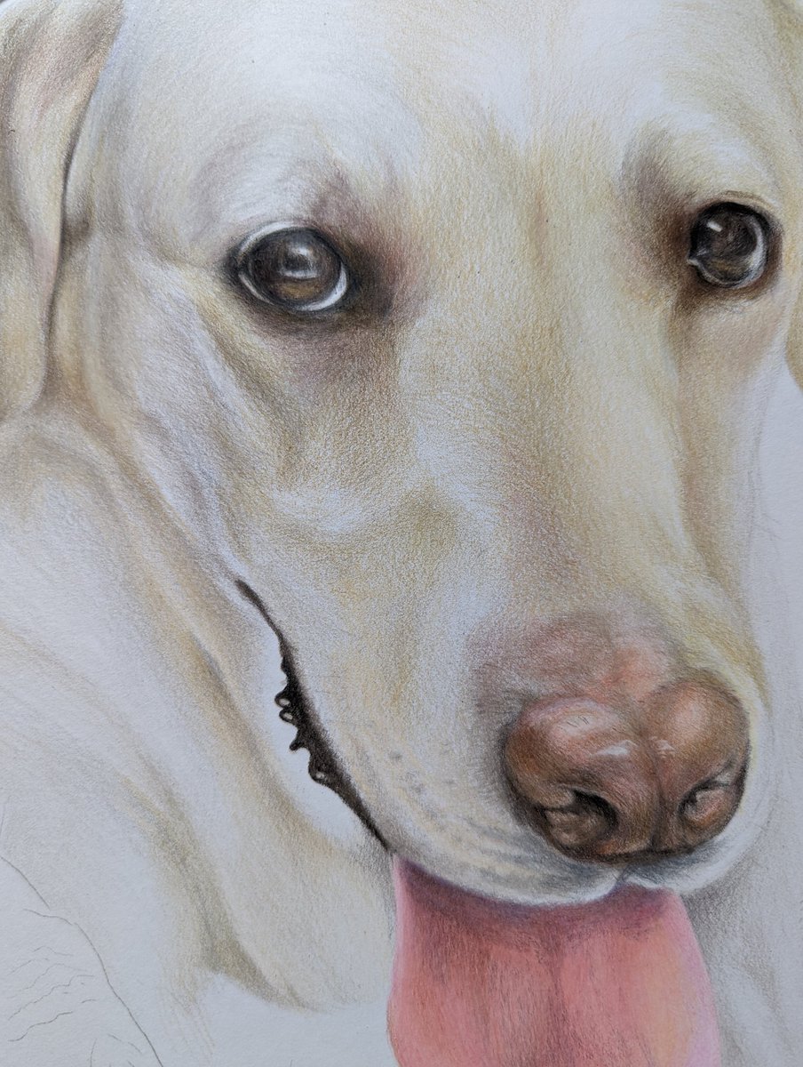 87%以上節約 hato様専用です 色鉛筆画 ラブラドール 犬の絵 real