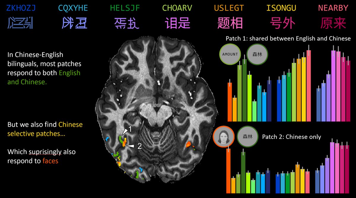Stanislas Dehaene @standehaene.bsky.social (@standehaene) on Twitter photo Do bilingual readers possess two distinct visual word form areas (VWFA) ?
See our new preprint on the cortical circuits for reading in high-resolution 7 Tesla fMRI with <a href="/zhanminye/">Minye Zhan</a>, Christophe Pallier and Laurent Cohen :
biorxiv.org/content/10.110… Do bilingual readers possess two distinct visual word form areas (VWFA) ?
See our new preprint on the cortical circuits for reading in high-resolution 7 Tesla fMRI with <a href="/zhanminye/">Minye Zhan</a>, Christophe Pallier and Laurent Cohen :
biorxiv.org/content/10.110…