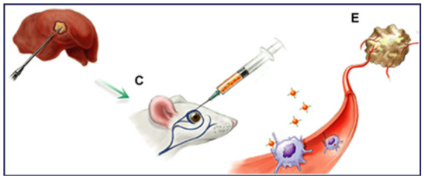 JuliusChapiro's tweet photo. Immensely proud to publish this work in @JVIRmedia, establishing non-invasive imaging of immune cells in the peri-ablational zone following  liver ablation. While a technical study, it's a first in mouse models, 9.4T scanner, with nano-probes pharmacodynamics. More to come! #irad https://t.co/DkMR80zJ6O