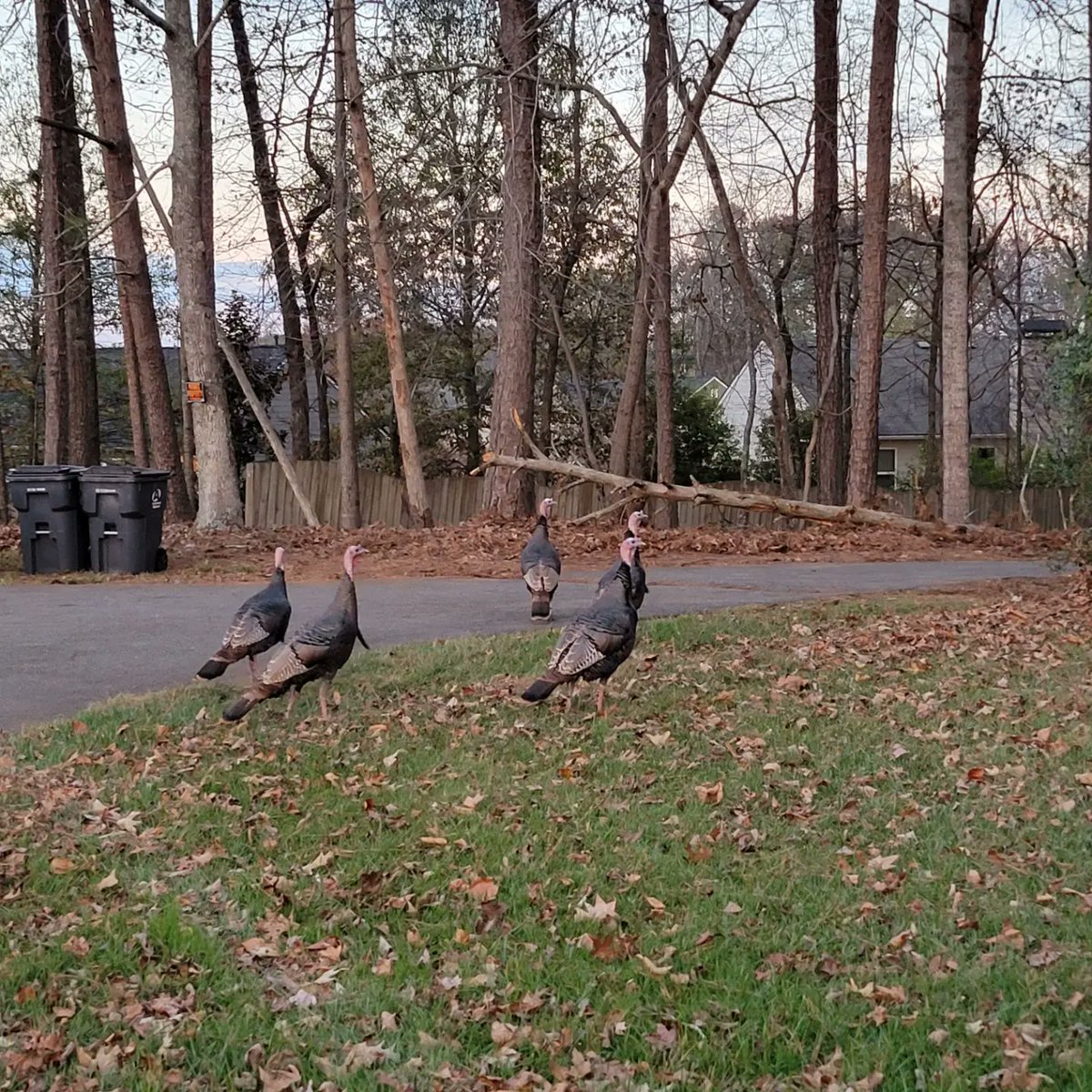 mondra_long's tweet photo. Who needs a turkey for Thanksgiving? https://t.co/AU3RArlJnM