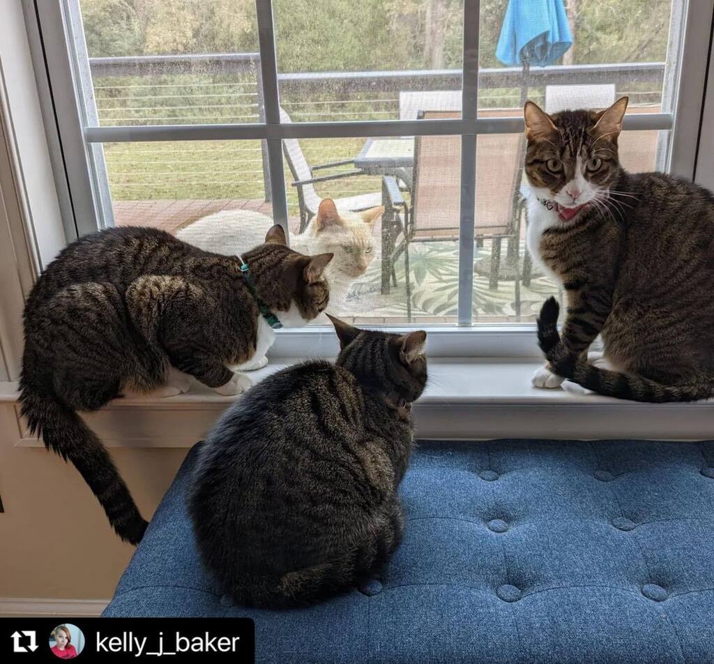 BlueCrowBooks's tweet photo. Blue Crow Books just posted on Instagram! Check it out: #Repost @kelly_j_baker with @use.repost
・・・
The #WritingKitties want to know what is at the window. #catsofinstagram #catstagram https://t.co/EwUUGv9opN