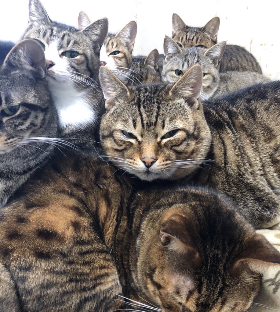 nekodorei50's tweet photo. ぐっどもおにんぐ https://t.co/EUWZ6h29On