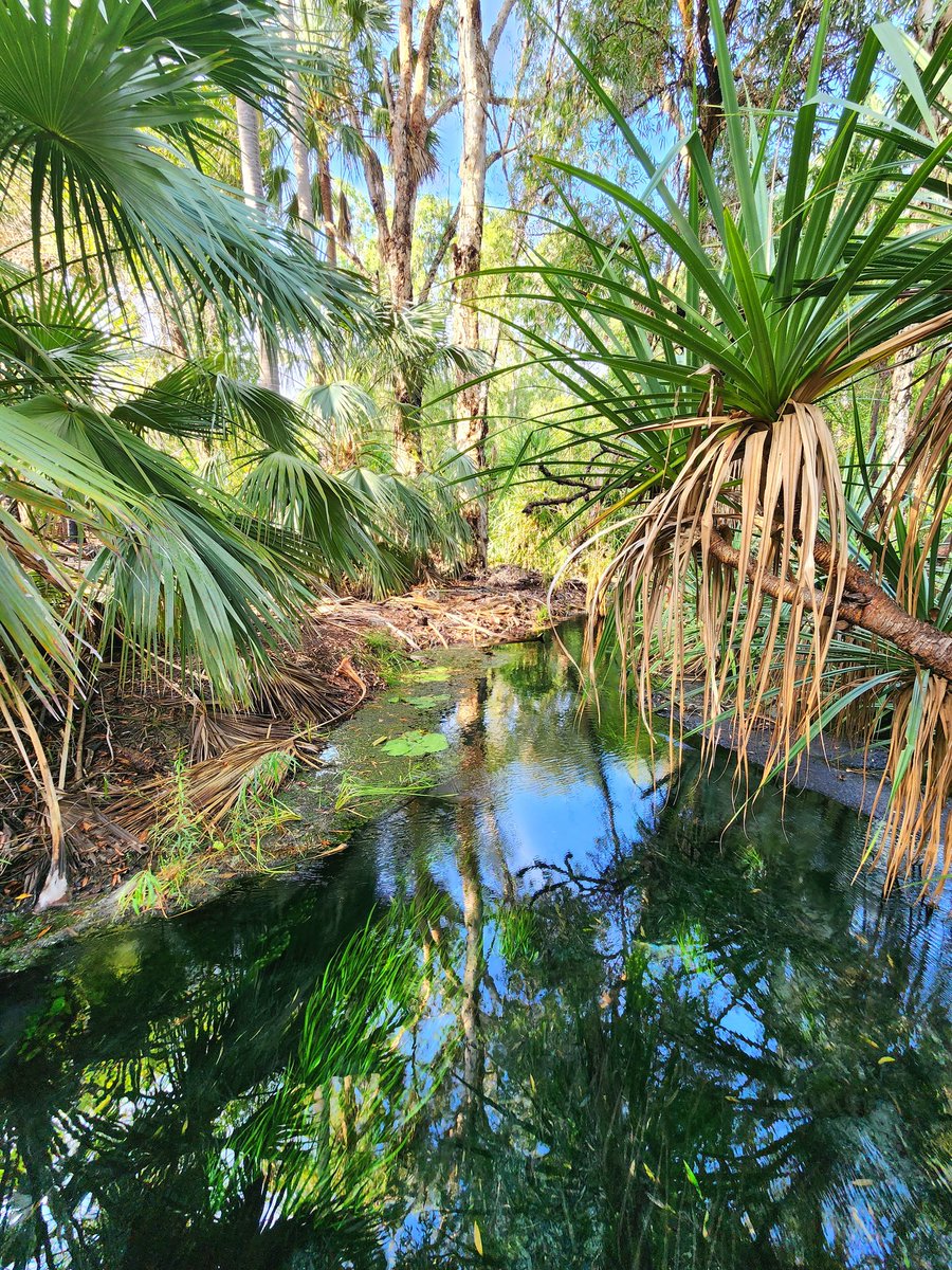 OreboundImages's tweet photo. Feels good to be back in the tropics. Next stop #Darwin π
#Mataranka #Bittersprings #NT #NorthernTerritory #Australia https://t.co/OcSjM5ZfCO