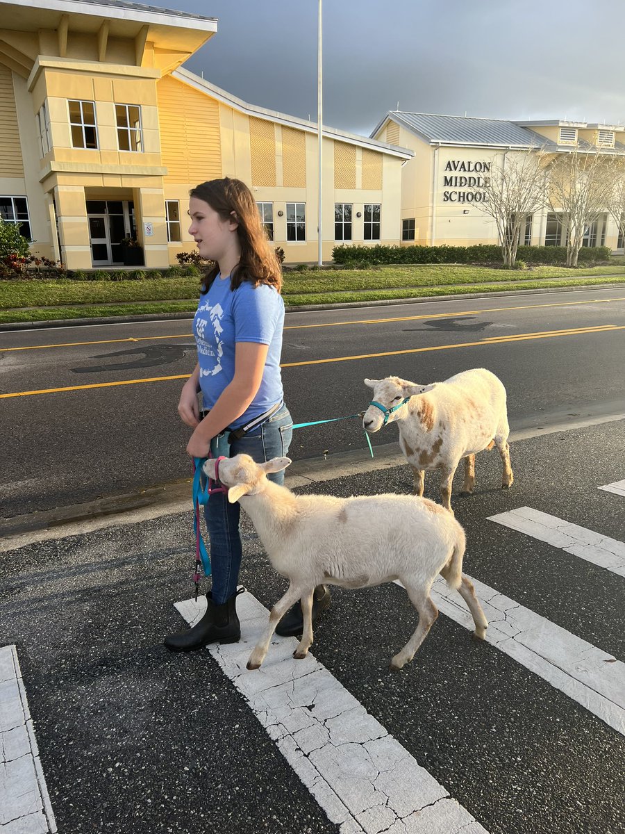 Ragbag01's tweet photo. @VW doesn’t everyone spend quality time with their sheep? My daughter has been looking forward to it during #ThanksgivingBreak #BreakFreeFromTheHerd #FFAlife #4HStrong https://t.co/NjGrGqz25b