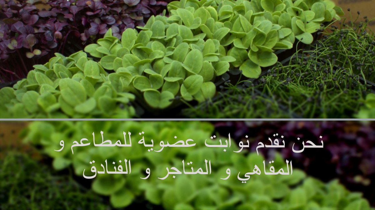 Inbat_farm's tweet image. نوابت مزرعه انبات متوفره علي مدار السنه. عضويه وطازجه وتدوم أطول فتره. #انبات #نوابت #شيفز #شيف