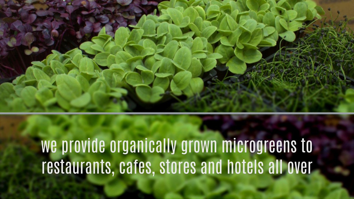Inbat_farm's tweet image. Inbat Farm microgreens available uear round. Organic, fresh, and has the longest shelf life. #inbatfarm #consciousfarming #chefsworld #cheef #cheflife #chefs #Microgreens #microgreens #plating #saudiarabia_life #saudiarabia