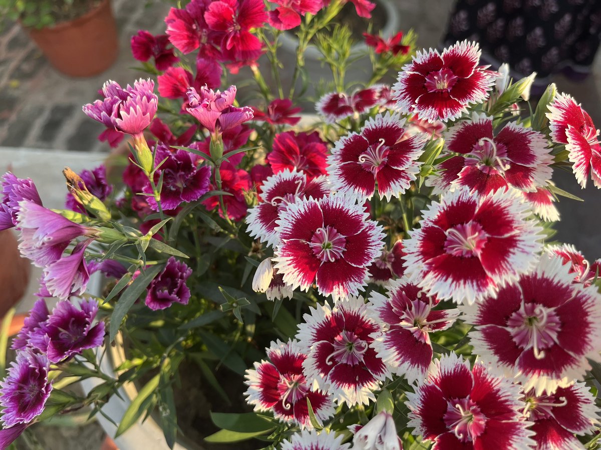 ~S is for Sweet William 🌸🌸🌸

#AlphabettyBlooms #flowers