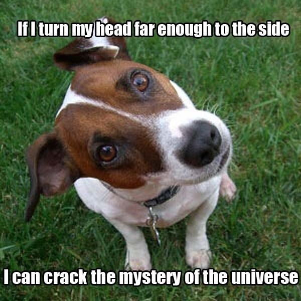 ellelljaytoo's tweet photo. #ThingsIOftenQuestion
Why my #dogs seem to know so much more about the secret to true happiness than I do...
#dogtweet #dogsoftwitter https://t.co/nLUvqMaQDU