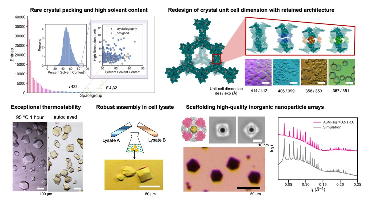 bluelz18's tweet photo. Designed protein crystals have high solvent content with tunable porosity, survive autoclaving, assemble in crude cell lysate, and can scaffold superlattices of inorganic nanoparticles. These emergent properties make them a powerful platform for biological material engineering. https://t.co/XEJRMLtaB3