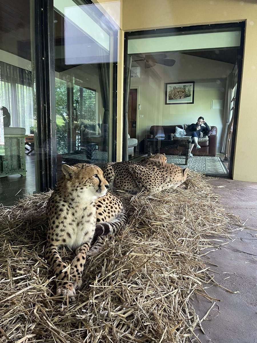 Can’t thank Jamala wild life lodge in Canberra enough spent the night with these beautiful cheetahs#jamalawildlifelodge