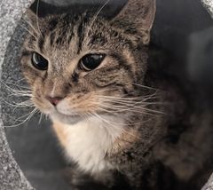 Grandma "Minx" has one more chance
to do that lovely rescue dance!
This poor #NewYork cat
will die on Tuesday noon (11/22) &amp; that is that!
Please won't you pledge &amp; share
&amp; we can get her of there!
BEYOND LAST CALL!
(*See video in next tweet)! 🙏