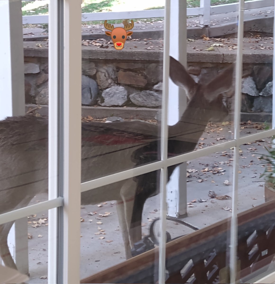 jacqui683's tweet photo. This was outside my work today. I love #California!! #CAliving #wildlife #ohdeer https://t.co/ydd1r1nKc7