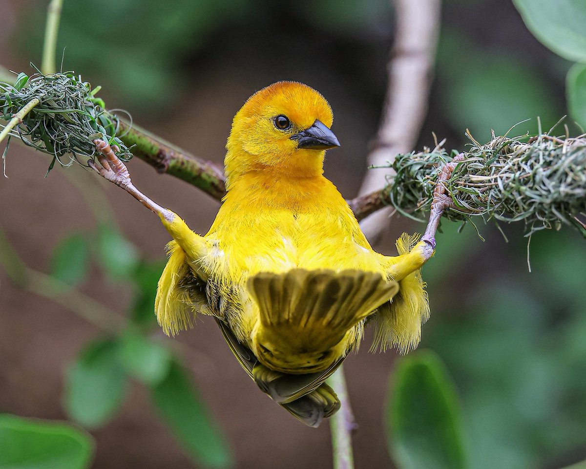 sandiegozoo tweet picture