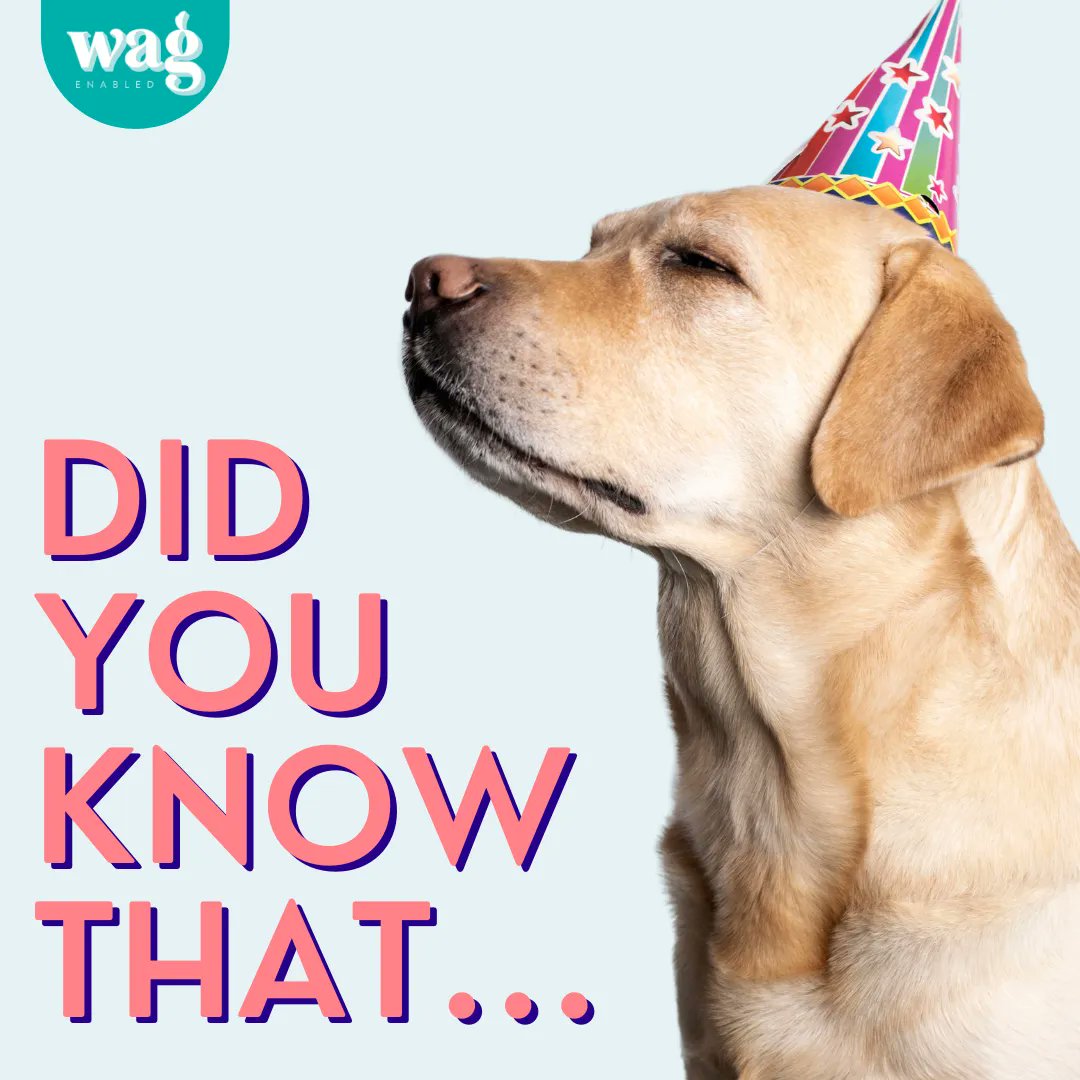 Wag Enabled tweet media