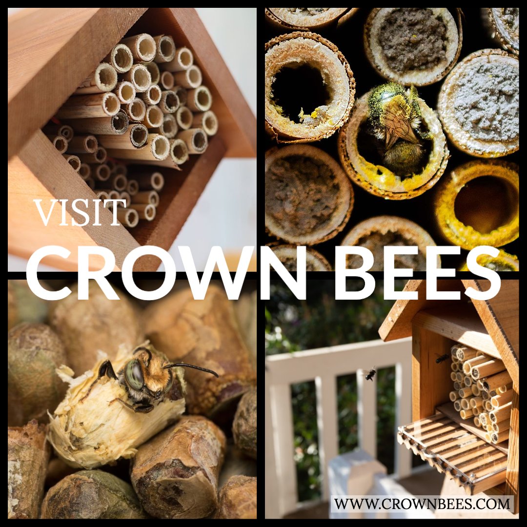 Check us out at crownbees.com.

#masonbees #leafcutterbees #nature #gardeningtips #bees #beeconservation #beehouse #beekeeping #pollinators #holidaysales