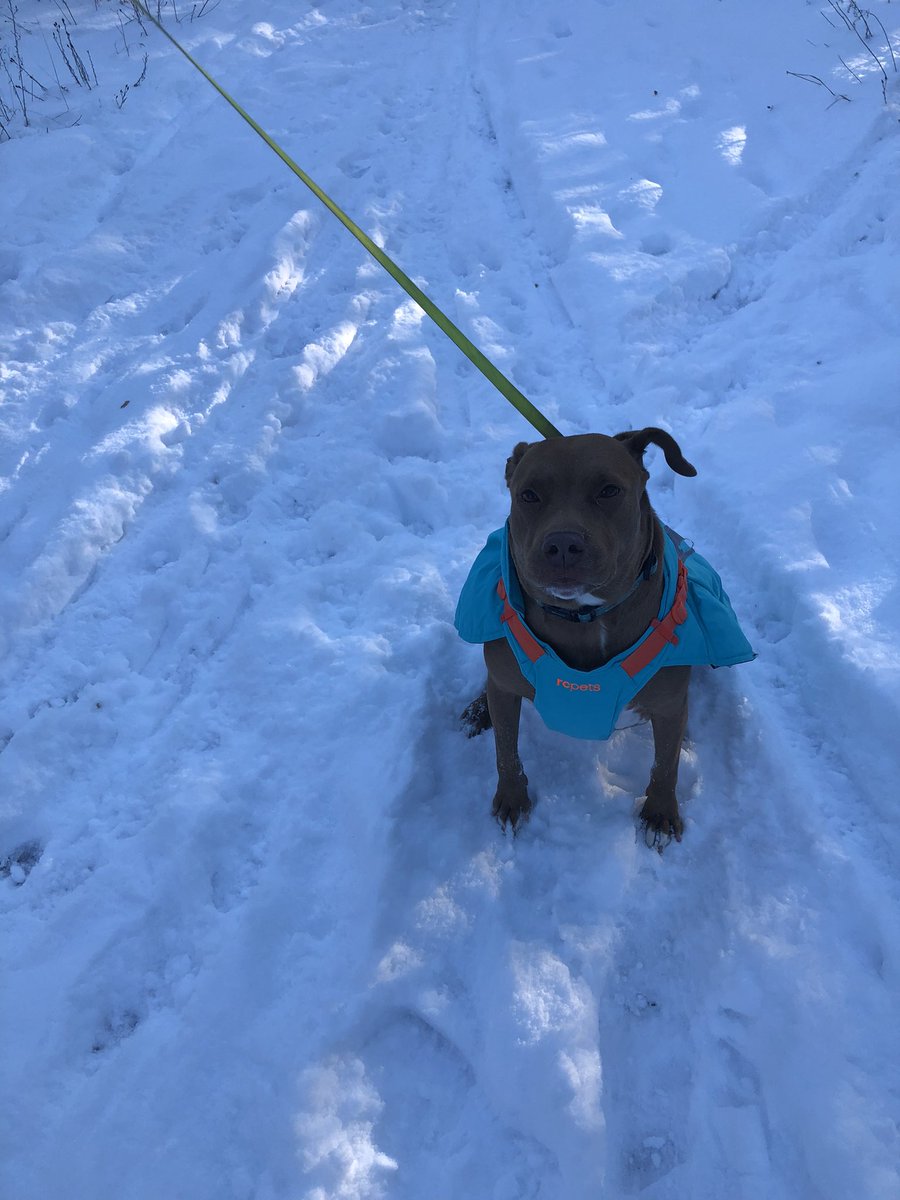 sydenhamkennedy's tweet photo. @Danak65 Our #DCDR Dominican Republic 🇩🇴 rescue Canela loving the snow during this morning’s walk. https://t.co/rFVshdDslo