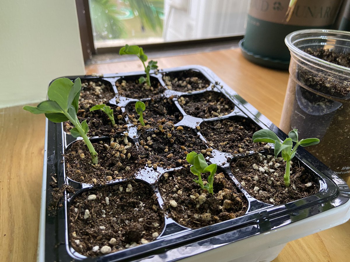 MadForMaple's tweet photo. We have peas!!! #KinderGreenTeam #gardening! We'll be growing these indoors and we can't wait to harvest them!!! #SISrocks #sustainability #learninng #inquiry #issedu ๐ฑ https://t.co/yQv77qkbLE