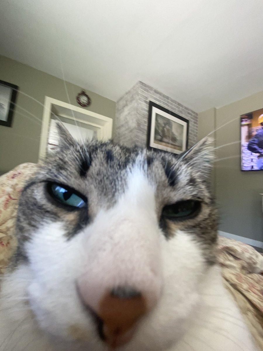 KitHasArrived's tweet photo. I have a permanent RBF. #CatsOfTwitter https://t.co/YCsuGmz22A