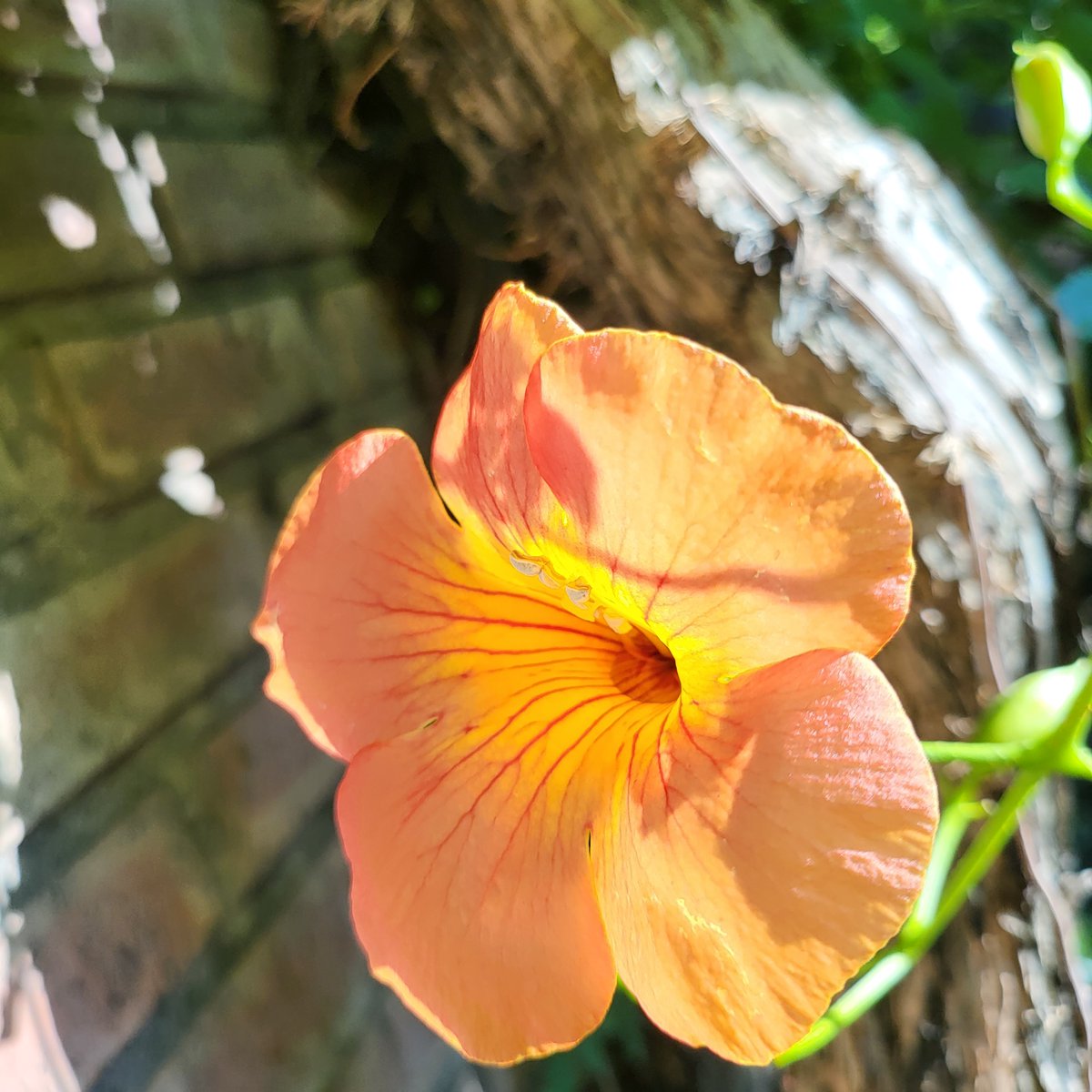 hami NFT tweet media