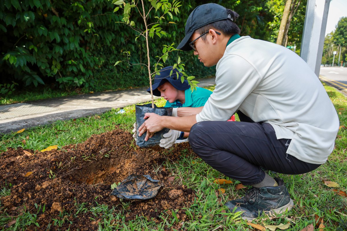 doverct's tweet image. 50 Primary and 50 Secondary DCIS students planted 50 trees in front of the school under the guidance of @nparksbuzz and with the support of West Coast GRC MP, Rachel Ong and our leadership team as part of the #OneMillionTreesSG movement. #DCISsg #DoverCourtFifty #ClimateChangeSG