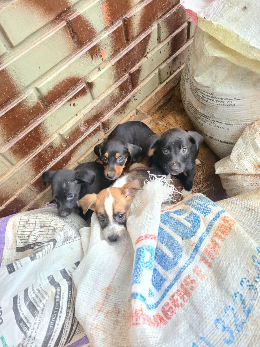 Fala pessoal! Precisamos de Lar Temporário URGENTE para esse time. Esses estão na rua há dias já, na praça Grêmio perto do Olímpico! PESSOAL, CACHORRINHOS QUE FICAM NA RUA, NORMALMENTE SÃO MORTOS ! POR FAVOR, EU NÃO TRAGO PARA CASA PQ TENHO 6 GATOS E MORO EM APTO! RT DO BEM