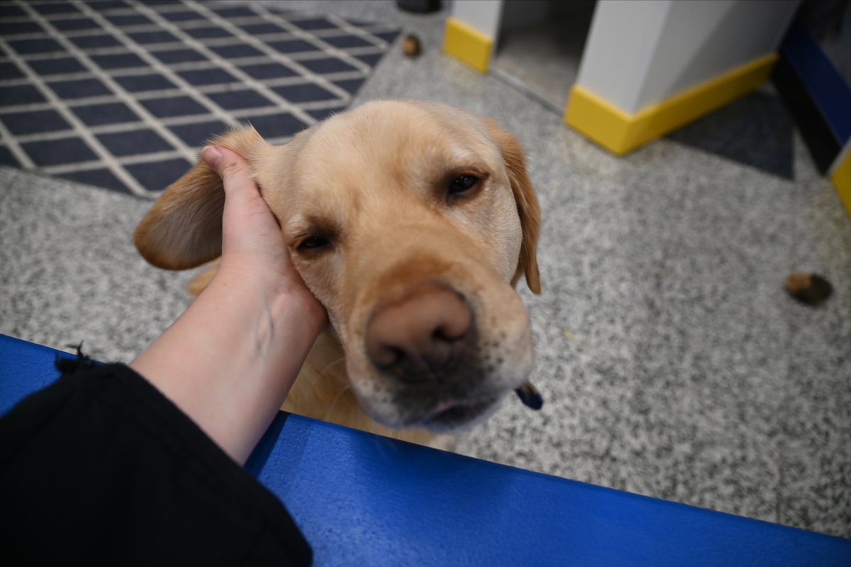 NHL's tweet photo. POV: You're petting a very, very good boy 🐶 https://t.co/UW6DUzJoHn