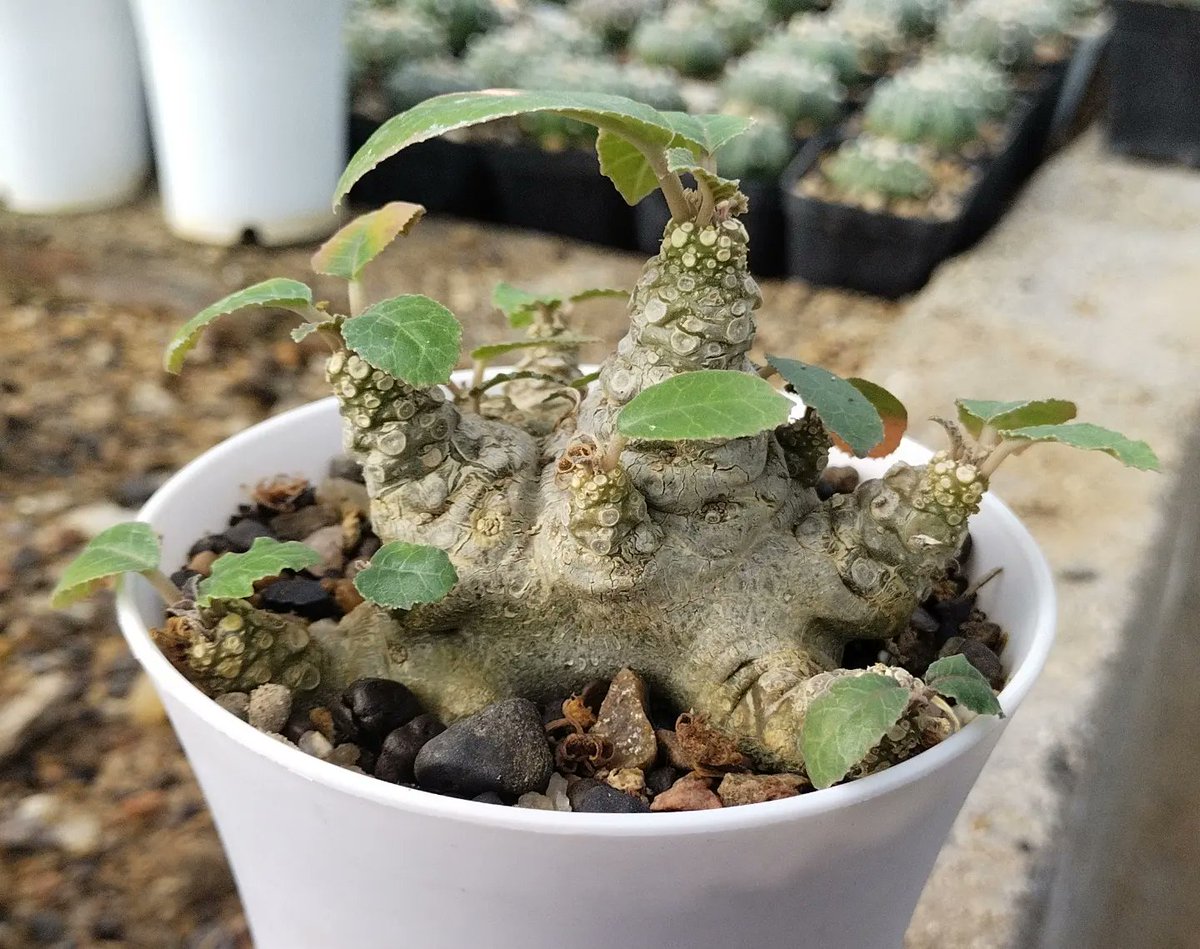 PlantsAndSoils's tweet photo. 🌵🪴✴️ Dorstenia foetida ✴️🪴🌵

#Asterias #Cactus #succulent #gardenideas #Astrophytum  #naturephotography #photography #art #plantaddict #Cactusaddict #Love #Beautyful #instaphoto #homedecor #Nature #India #flowering https://t.co/cN8MSrn3hd