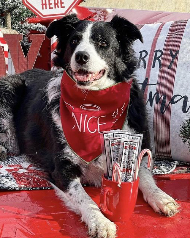 #ad When you’re making your Christmas list (and checking it twice), don’t forget to include your pup’s name! 🐶 My dog, Harvey, is getting his stocking stuffed with Miss Nelly's Canine Gourmet Jerky Dog Treats!

Visit missnellys.com to learn more and get yours!