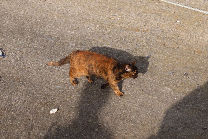 3 pic. 野良猫ちゃんに会うこと！
もちろんえっちな動画撮るのもしゅき? https://t.co/wDndin5mNR