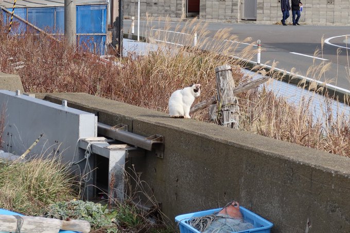 2 pic. 野良猫ちゃんに会うこと！
もちろんえっちな動画撮るのもしゅき? https://t.co/wDndin5mNR