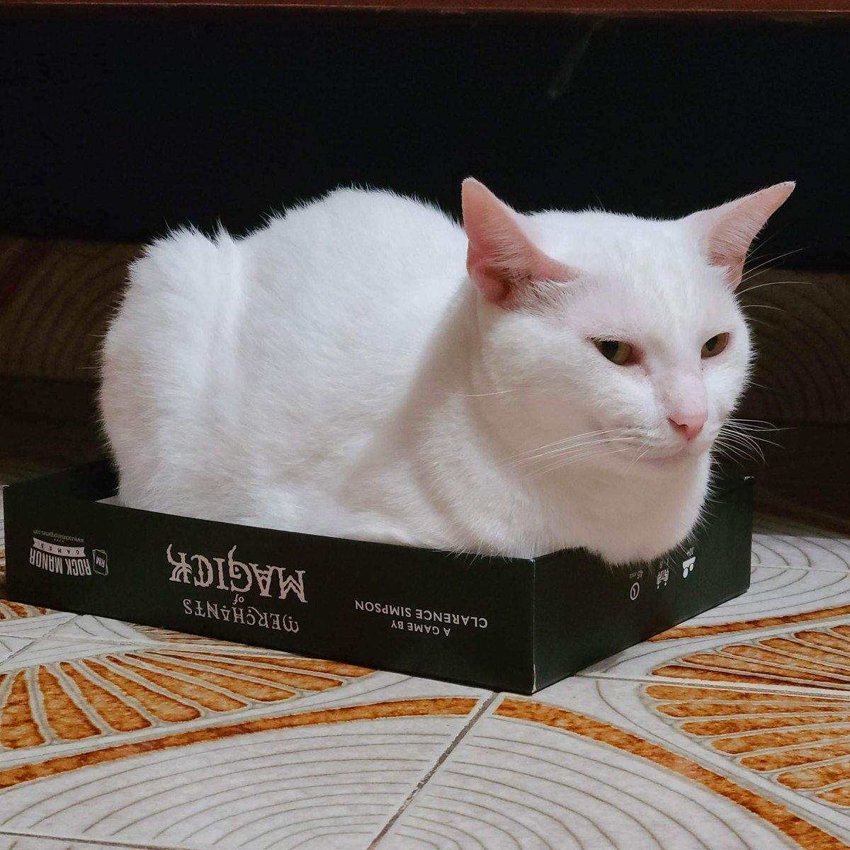 Dracomora's tweet photo. Michi loves board game night https://t.co/gNsDxqAM8o