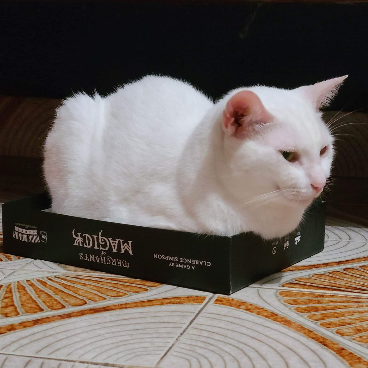 Dracomora's tweet photo. Michi loves board game night https://t.co/gNsDxqAM8o