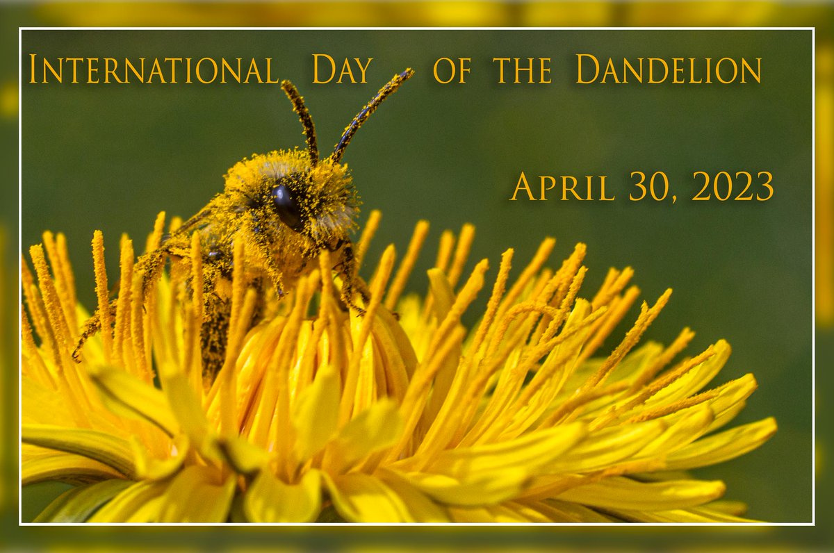 We are proud to announce the location for the #InternationalDayoftheDandelion. We will be at the @UUBotu and hoping and working hard for more countries to join us in this day.