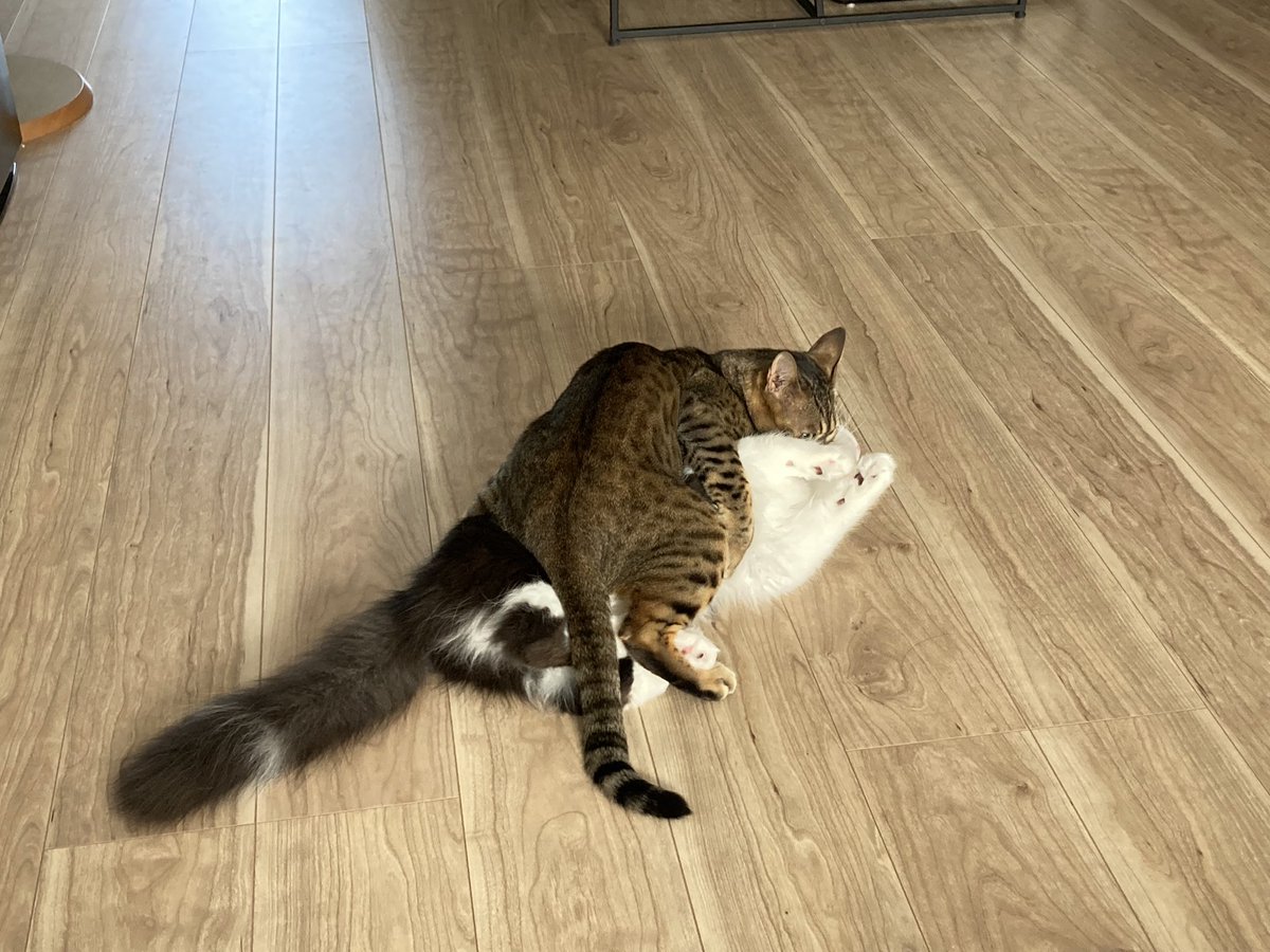 猫吸いする猫(おはようございます🌞)