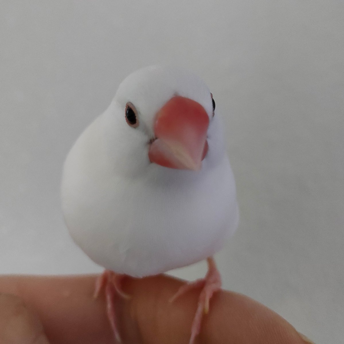 【文鳥学芸員】ぶんちゃんは元気で、昨日と今日は産卵していません。
本人（鳥）は勤務したそうですが、念のためもうしばらくふれあいをお休みします🙇
再開時はお知らせします！

#弥富　#文鳥