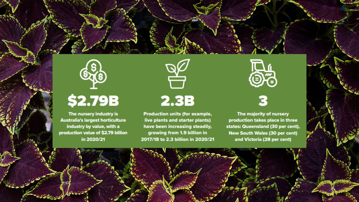 The nursery industry is Australia’s largest horticulture industry, with a production value of $2.79 billion in 2020/21. Read more in Hort Innovation’s newly released Annual Fund Report 2021/22 here: bit.ly/3WJa5mI @Hort_Au #plantnursery #horticulture