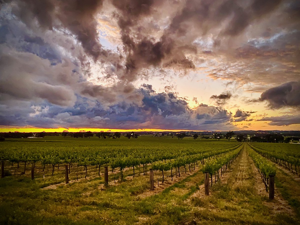 LikocaPhotos's tweet photo. Sunset in the Vines
#Sunsets #Likoca #Barossa #win #Australia #Angaston #vineyards #landscapephotography #wine #beautiful #cloudsecurity #style #scenic #PhotoOfTheDay #country #Bitcoin #home https://t.co/V7apLEiH7A